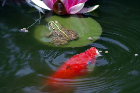 A Pond with Animals